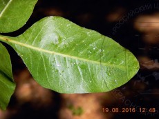 Agonoscena pistaceae_питание